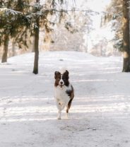 Heat vs Cold Risks for Dogs: How Weather Affects Pet Health