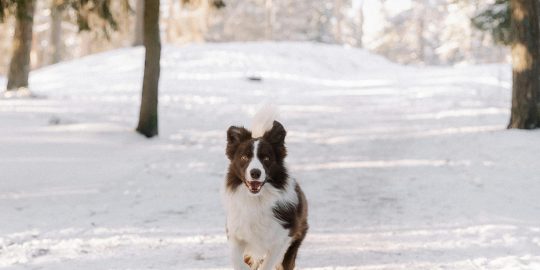Border Collie running in winter scenery