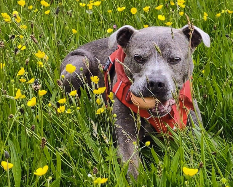 Staffie - credit C Allen