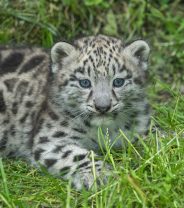 What is the difference between Dangerous Wild Animals and Zoo Licence requirements for exotic pets? 