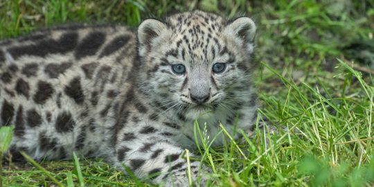 Snow leopard cub