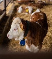 Routine Management Procedures in Calves – new options for farmers and smallholders 