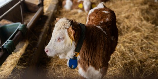 calf in barn