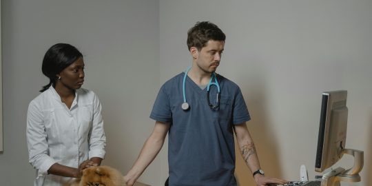 Vet performing computer-assisted ultrasound