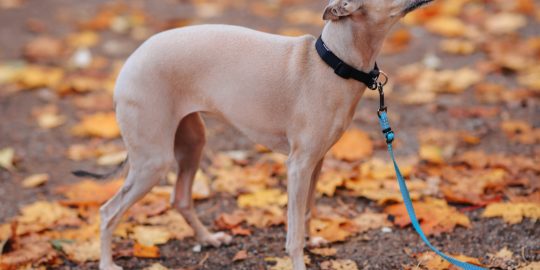 Whippet in the woods